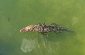 An alligator floats in Lake Sumter. He usually visits near the boardwalk.