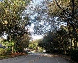 The Town of Lady Lake has enacted an ordinance to protect its tree canopy.