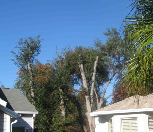 A tree at the La Zamora home of Terry Bevis was "hat racked" by a tree service.