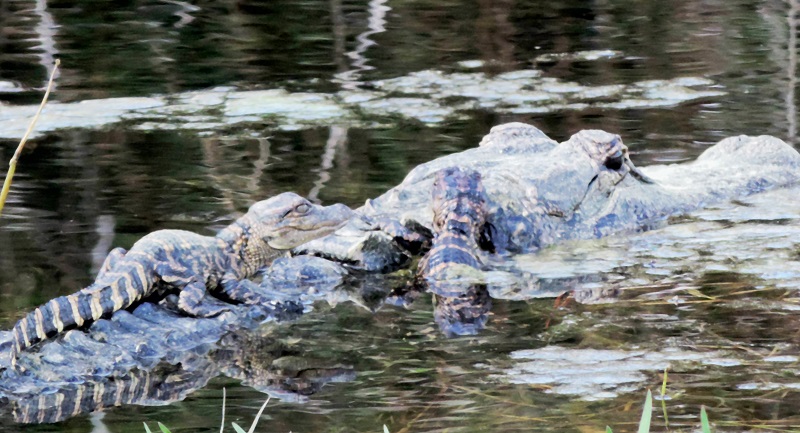 Ron Clark snapped these Alligators in The Villages