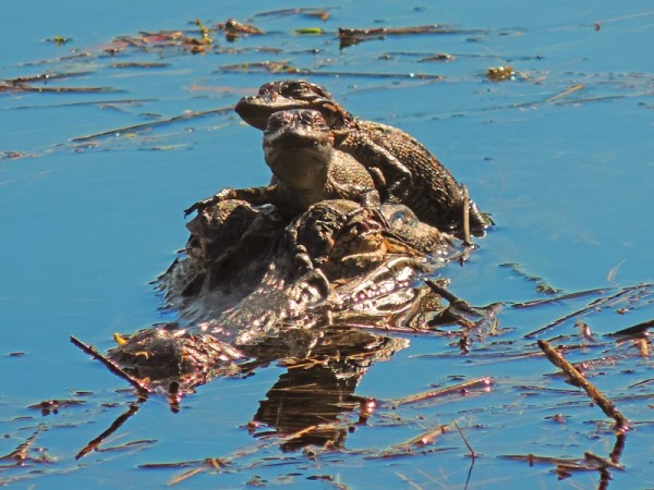This mother gator is giving a ride to her two baby gators. They live in a pond in The Villages, FL