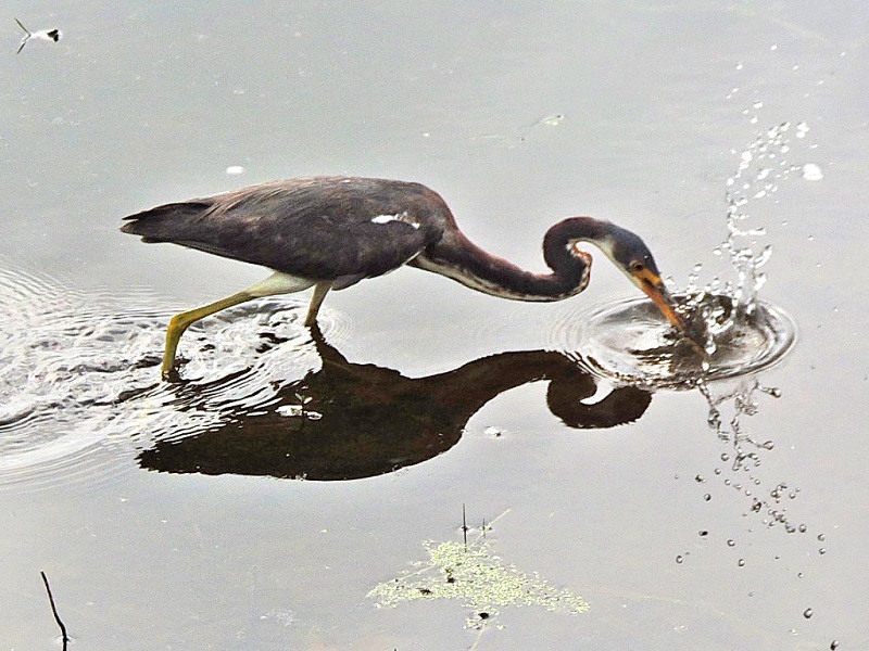 Crane fishing for its lunch