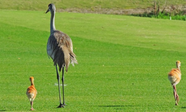 This family of cranes was seen walking around a golf course in The Villages, FL