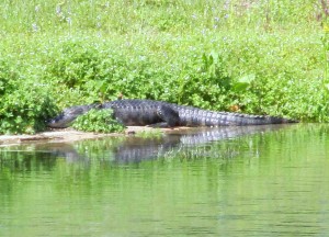 Lizzie Degan snapped this picture of alligator in the lake near the third hole of Tierra Del Sol golf course.