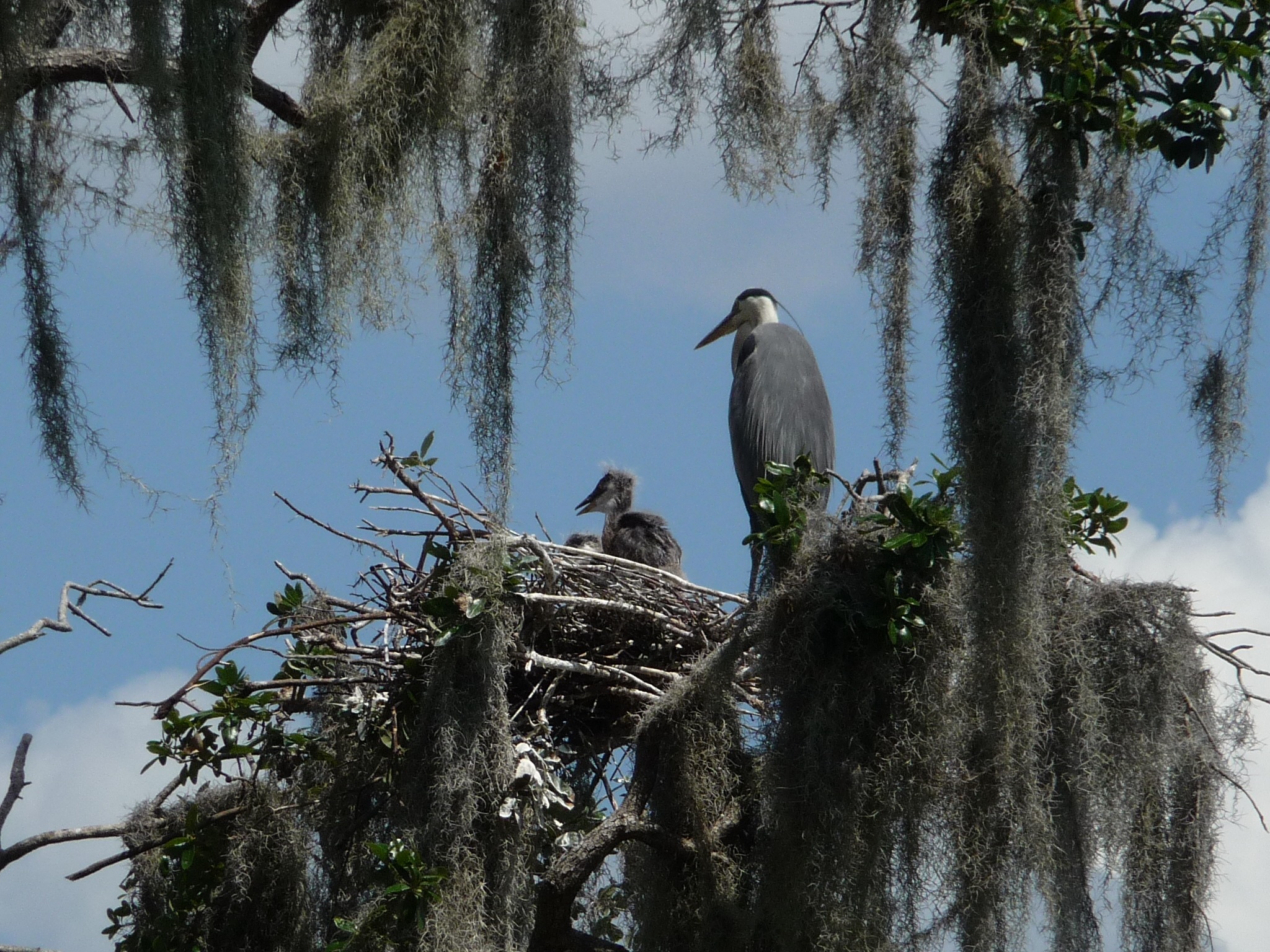 This heron was standing watch over its younglings in The Villages. 