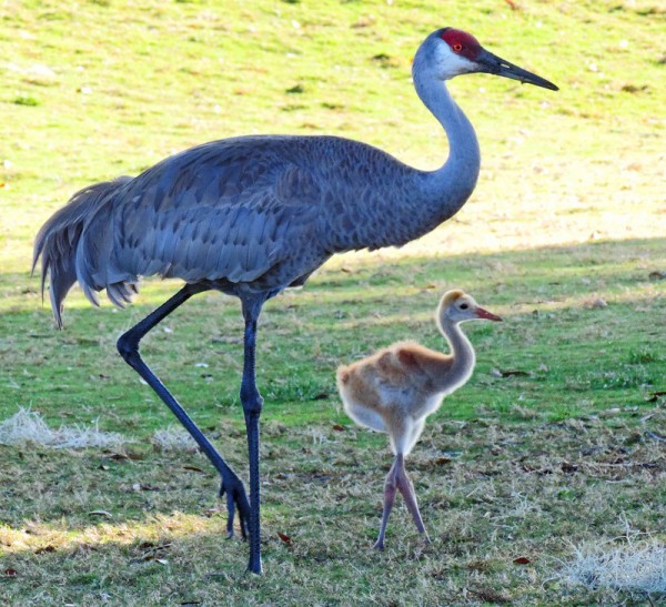 This sand crane was walking with her baby on a golf course in The Villages