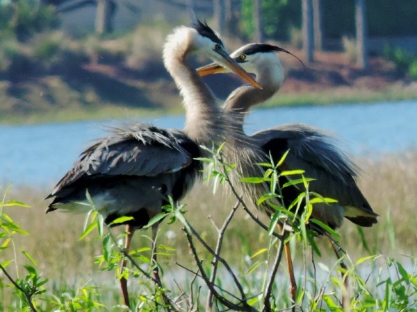 Blue Herons at a marsh located near 466 and Morse Blvd