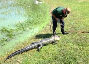 A trapper removes a dead alligator from Lake Laguna. 