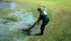 A trapper pulls a dead alligator out of Lake Laguna.