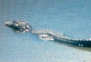 A resident of the Village of Mira Mesa shot this photo of an alligator in Lake Laguna.