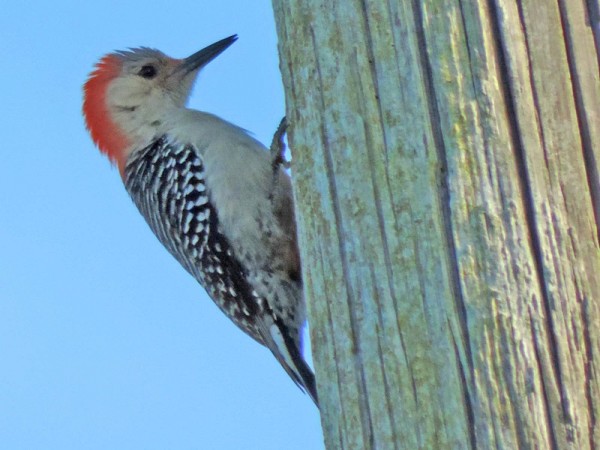 Woodpecker in The Villages