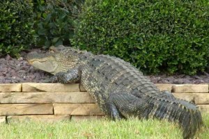 Alligator wanders down sidewalk surprising residents in Pennecamp
