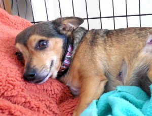 Pixie, a 6-year-old Chihuahua attacked Sunday by a pair of pit bulls rests in her crate.