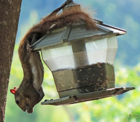 squirrels stealing bird food