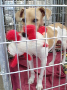 A dog holds a toy at the Humane Society.