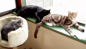 Lazy cats lounge at Kitty Kottage.