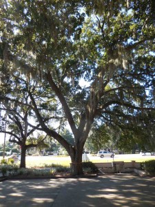 One of the two trees to be removed at La Plaza Grande Professional Center on the Historic Side of The Villages.