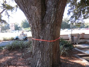 An orange ribbon indicates to the public that the tree may be cut down to make room for an office building.