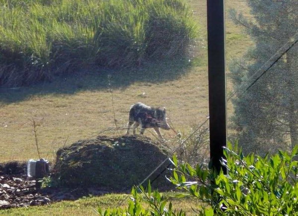 A Villager shot this photo of the wild boar through a screen.