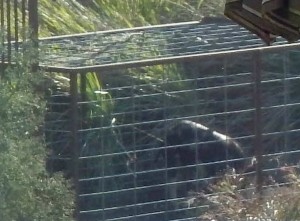 The wild boar was captured and later relocated.