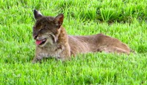 Villager snaps photographs of Bobcat in her backyard