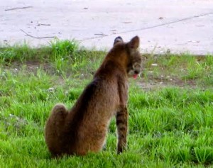 Villager snaps photographs of Bobcat in her backyard