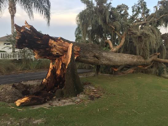 Thursday's powerful storm toppled a 100-year-old Oak tree at Oakleigh Executive Golf Course.
