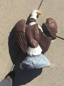 This American Bald Eagle was vandalized at the park.