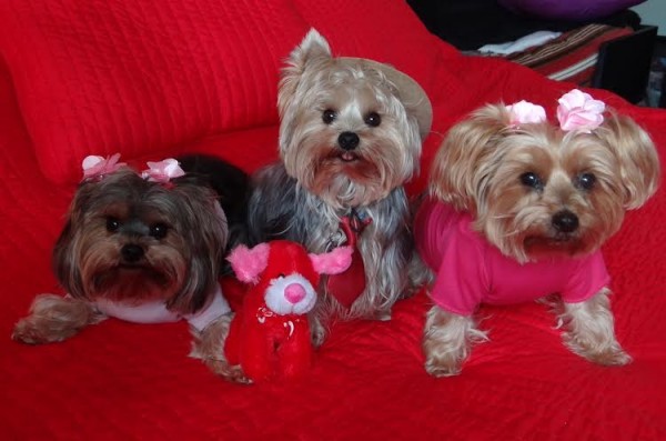 Bill and Karen Tisdale of Orange Blossom Gardens shared this photo of their Valetine Days doggies