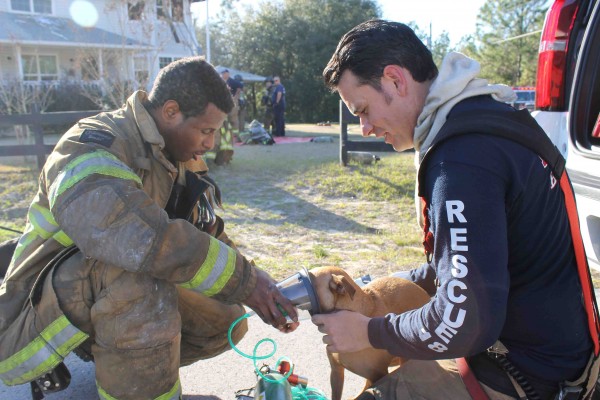 Firefighters administer oxygen to a dog rescued from the blaze.