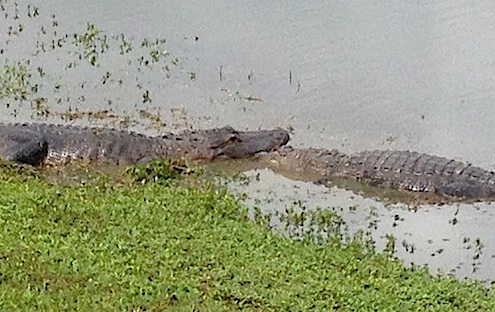 Gators in territorial battle at Mallory Hills Golf Course