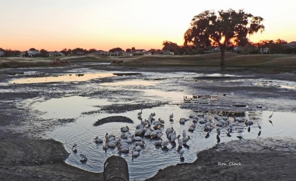 Birds feast on fish after a sinkhole prompted the water to drain from a retention pond at Pimlico Executive Golf Course. 