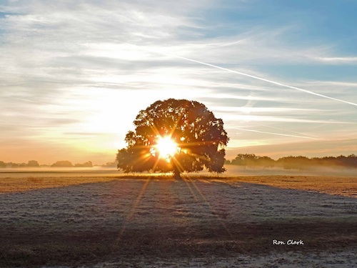 Sunrise through the live oak near the Polo Fields