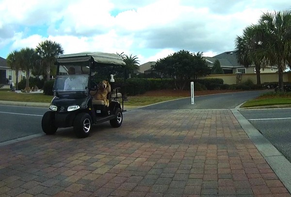 Villager Warren Botta captured this image of a man who let a dog ride in the driver's seat of his golf cart.