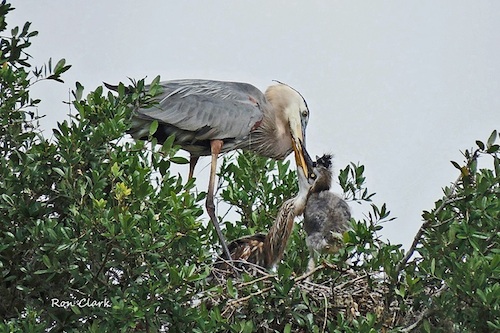 Great Blue Heron feeding her chicks in The Villages