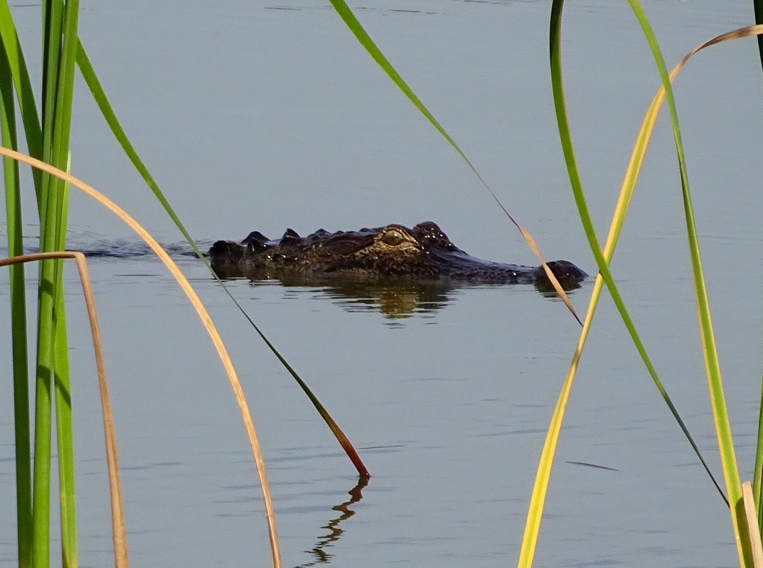 Villager Robert J. Hempel shot this photo of an alligator this past week lurking by hole #5 at Sweet Gum Executive Golf Course.