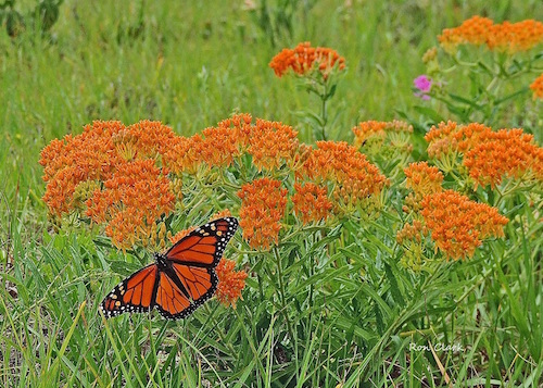 A Monarch Butterfly resting on milkweed in The Villages