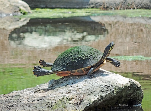 A turtle practicing yoga in The Villages