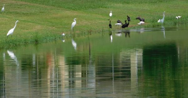 Birds gather at the shoreline of a pond where dead fish were discovered Sunday.