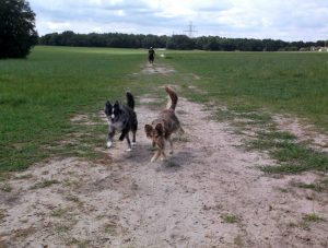 Dogs scamper at the unofficial dog park behind Rio Grande Family Pool in The Villages.