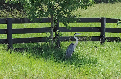 A Great Blue Heron finds some shade from the sun