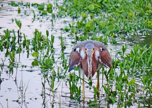 A Tricolored Heron staring at a human in The Villages