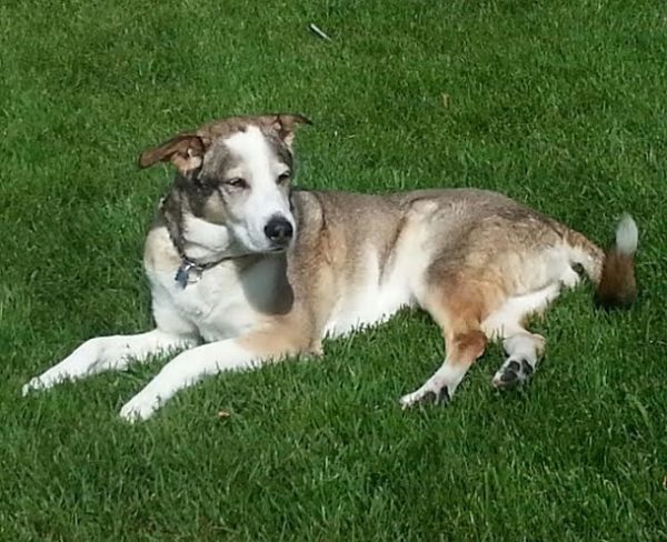 Hoover the Rescue Dog has passed away at age 15.