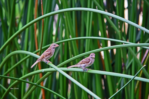 Sparrows posing for a photo in The Villages
