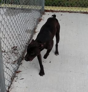 Buddy was euthanized by Sumter County Animal Control.