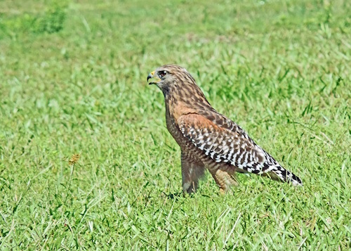 Red-shouldered Hawk near Polo Fields in The Villages