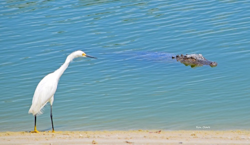 white-egret-and-alligator-stare-at-each-other