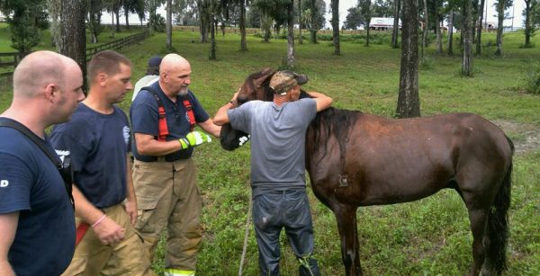 A horse is embraced by its owner after being rescued from a pond.