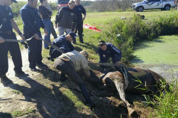 A horse was rescued Saturday by Marion County Fire Rescue.
