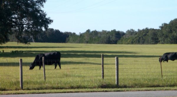 Cows graze in a pasture that will become a constructiong site when new houses go up.
